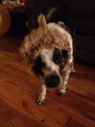 Submitted by Stephen Buckley of Chester, N.Y. "The Hobbit Dog. Moby wearing his favorite squeaky toy."