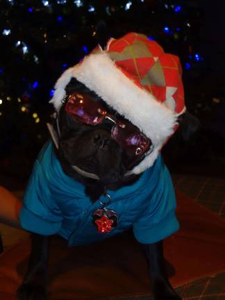 Submitted by Oksana Solovieva of Sparta, NJ "Roxanne Breakstone (Roxie), Princess of Sparta, is a one- year, two-month-old black pug. She's a very sweet little girl sporting an active and fun personality with a heart of gold!"