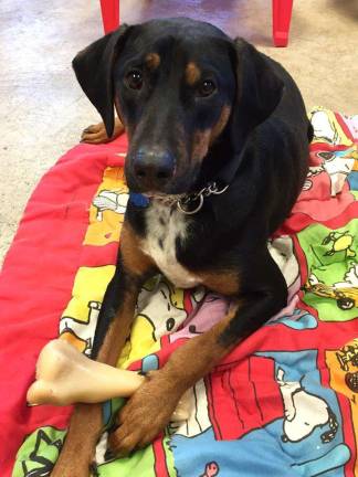 Codak is playful and smart, not to mention adorable. Come visit him and make 2017 that much more loving.