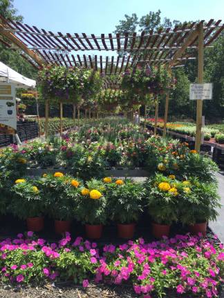 Simply Planted: an experienced gardener gets back into retail
