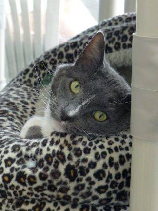 Clyde is a gentle, sweet adult cat who would be a great addition to a special family.