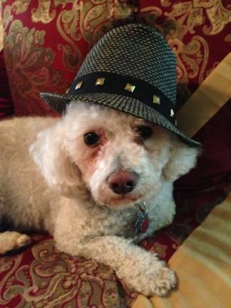 Submitted by Donna Wait of Milford, Pa. "Mayor Max. The businessman of Milford."