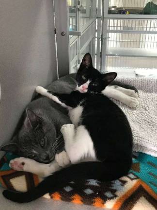 Now, with good medical care, food and water, and love, Krackle and Pop are healthy and ready to be adopted.