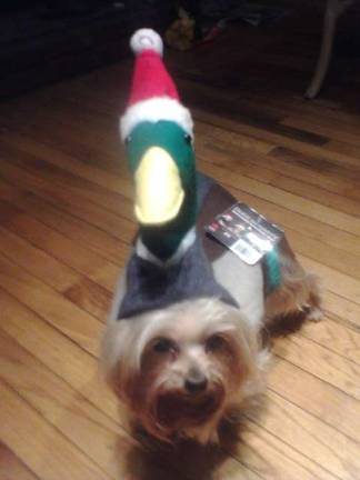 Submitted by Francine Martine of Milford, Pa. "Mia enjoys wearing her Duck Dynasty costume while she waits to watch a new episode of Duck Dynasty with her owner."