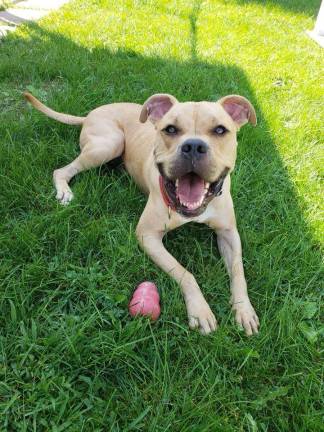 The A-B-Cs of the West Milford Pet of the Week