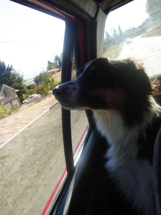 Dangers of dogs riding in pickup truck beds