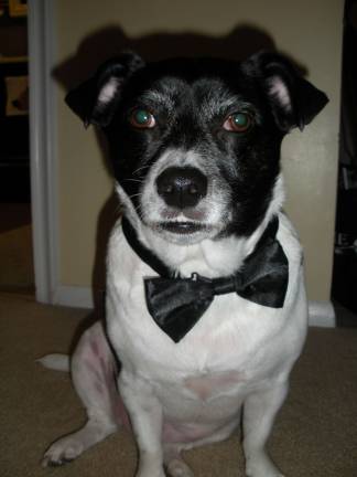 Submitted by Mitch and Patty Curesky of Middletown, NY "Tuffy dressed up as our ring bearer on our Wedding Day!"
