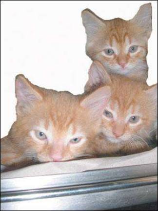 Meowwww ...
