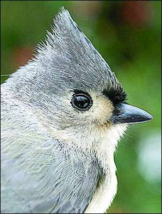 Club gets lesson in feeding winter birds