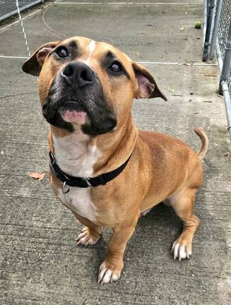 Meet Scrappy