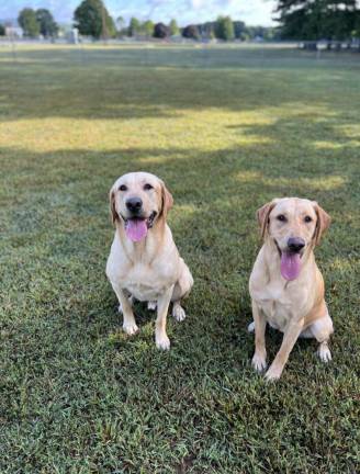 A couple of labs strike a pose at Matamoras Dog Park. Photo by Sarah Cline.