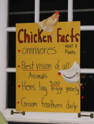 Council puts backyard chickens on the back burner