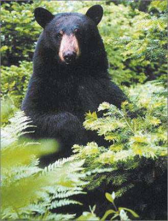 Final results of the 2005 bear hunt