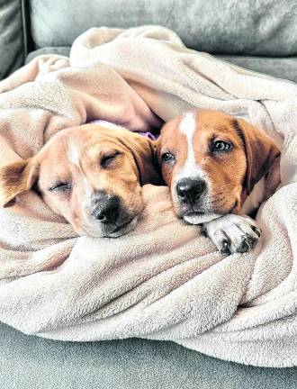 Hewitt woman’s Best Friend Dog Rescue saves hundreds, seeks foster families