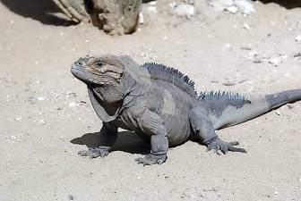 A rhinoceros iguana. Photo source: International Iguana Foundation