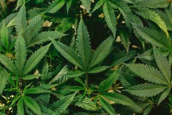 Cannabis retail site approved for West Milford