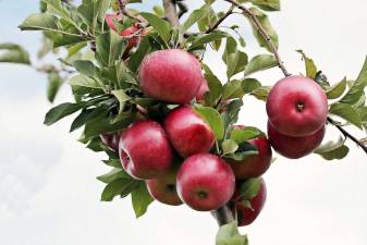 West Milford PD warn of apple season traffic