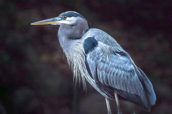 A Blue heron on the bank of the South Branch of the Raritan River at Ken Lockwood Gorge Wildlife Preserve in Hunterdon County. By Charles Dexter.