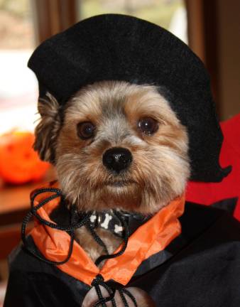 Submitted by Jayne Blum of Sparta, N.J. Buddy is dressed for Halloween.