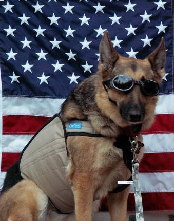 Animal hospital proceeds to benefit military working dogs
