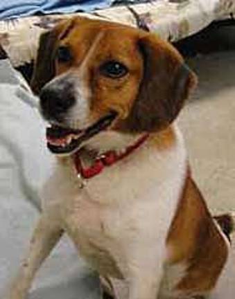 Sparky can add a spark in your life