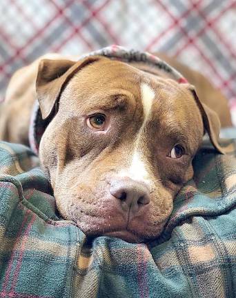 West Milford Animal Shelter seeks volunteers for new year