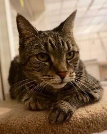 Submitted photo &quot;Mama Girl&quot; needs a loving home.