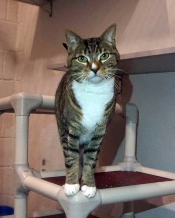 'Houdini' is available for adoption at the West Milford Animal Shelter. submitted photo