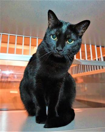 &quot;Sammi&quot; is waiting for a new home at the West Milford Animal Shelter. Submitted photo