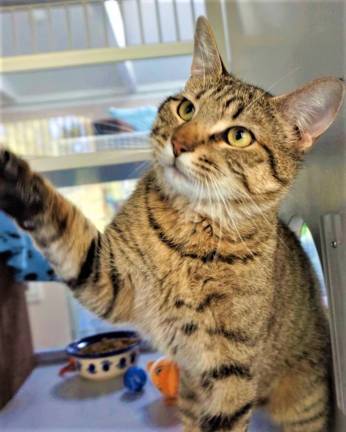 'Skeeter' enjoys his days playing at the West Milford Animal Shelter. submitted photo