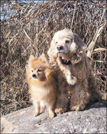 Hailey ad Cheeki are looking for a golden sunset