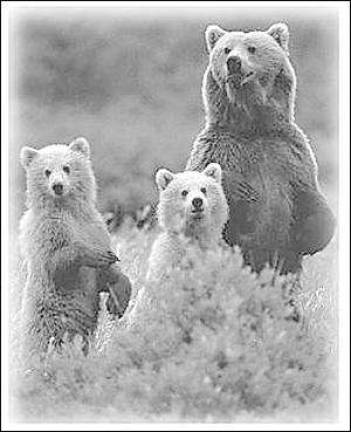 Birth control to limit bear population won't work