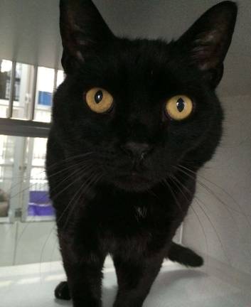 Nebibi only has eyes for a comfy home