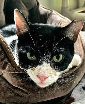 Meet Sylvester