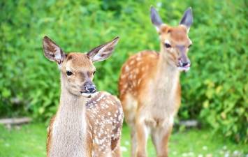 New Jersey. State reminds drivers to be extra cautious as deer mating season begins, daylight hours get shorter