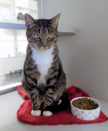 Luscious is just one of the many residents of the West Milford Animal Shelter who need forever homes. Photo provided