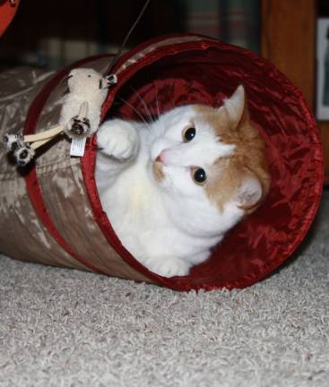 Time to license all cats