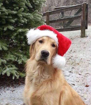 Submitted by Robin Greed of Newton, N.J. "Our lovebug, 9 month old Olliver getting into the Christmas spirit."