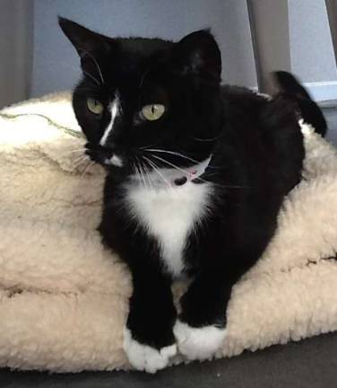 Chelsea has been at the shelter the longest out of all the other cats. Why not give her a home for the holidays and forever?