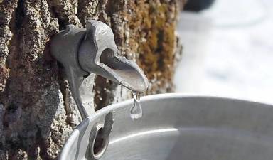 Cornell Cooperative Extension will hold a program on Backyard Maple Syrup via Zoom on Tuesday, Jan. 12, from 7 to 8:30 p.m. Photo credit: Division of Extension - UW Madison.