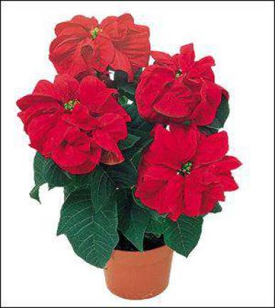 Poinsettia past