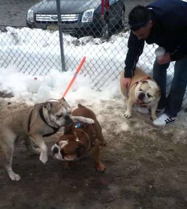 Sarge pals around with Rambo, while Lulu looks on at the dog park.