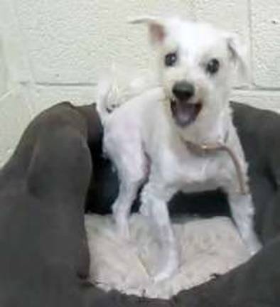 Cute, cuddly Clarence can bring some charm and happiness to your life