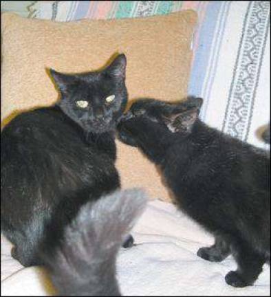 Who's afraid of the big (or little) black cat?