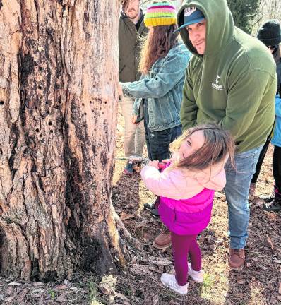 Her dad watches as Francesca Cassanelli, age 4, drills a hole in a maple tree to prepare it for the tap apparatus.