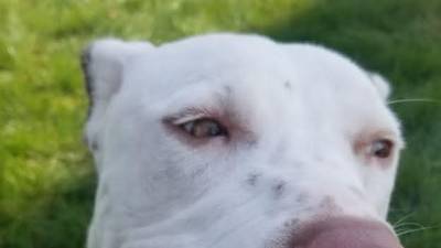 Eleventh Hour Rescue's Dog of the Week: Grey Lonestar