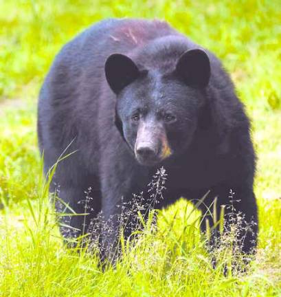 Source: njfishandwildlife.com