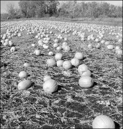Rain and fungus keeping NJ pumpkin crop low this year