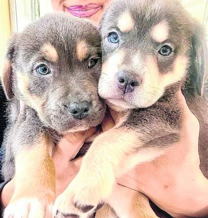 Hewitt woman’s Best Friend Dog Rescue saves hundreds, seeks foster families