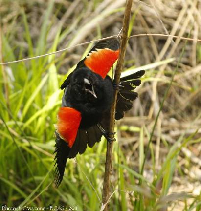 Explore the birds, butterflies and plants